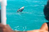 Wild Dolphin Adventures, Key West, Florida, dolphin picture, Dolphin love to play on the playground