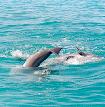 Wild Dolphin Adventures, Key West, FL, dolphin picture, Tail waves hello