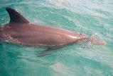 Wild Dolphin Adventures, Key West, FL, dolphin picture, wild Atlantic Bottle nose dolphin