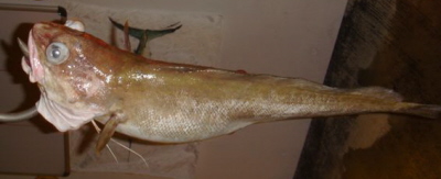 Key West, FL  Hake
