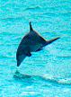 Wild Dolphin Adventures, Key West, FL wild dolphins jump because they are wild and free and happy they are not pent up in a cage somewhere