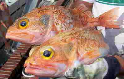 Key West, FL Rose Fish